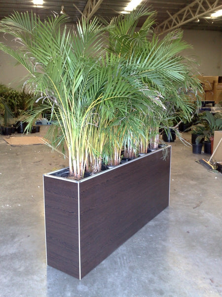 Large indoor plant in a dark wooden planter box in a warehouse setting