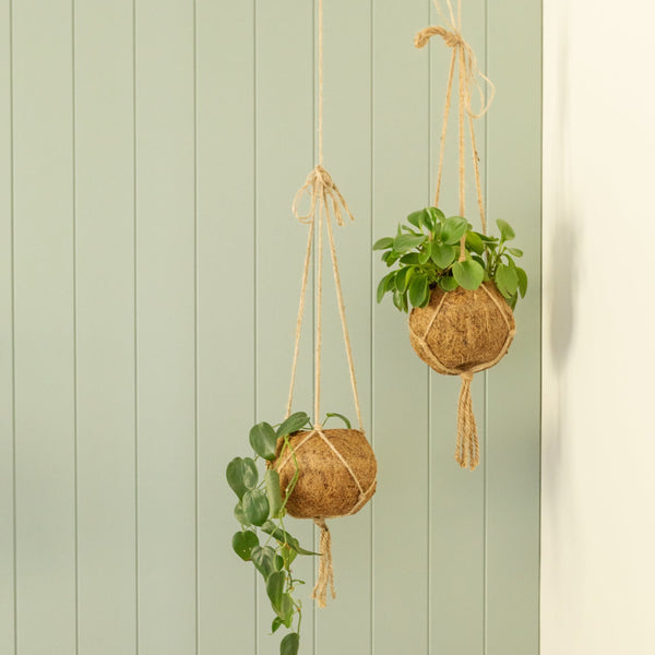 Plankwall V Groove MDF wall panels painted green with a close up of hanging plants